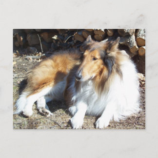 Collie con postales de leña