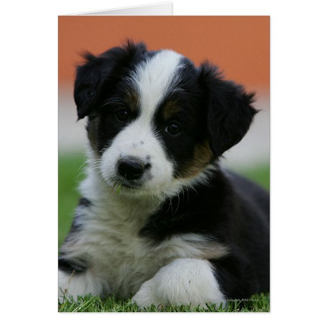 Collie de borde anterior de 6 semanas (Frente)
