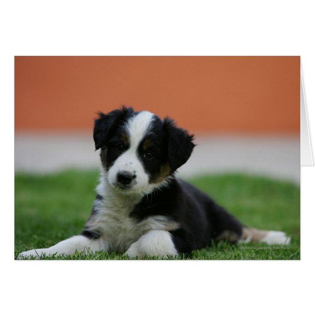 Collie de borde anterior de 6 semanas (Anverso (Horizontal))