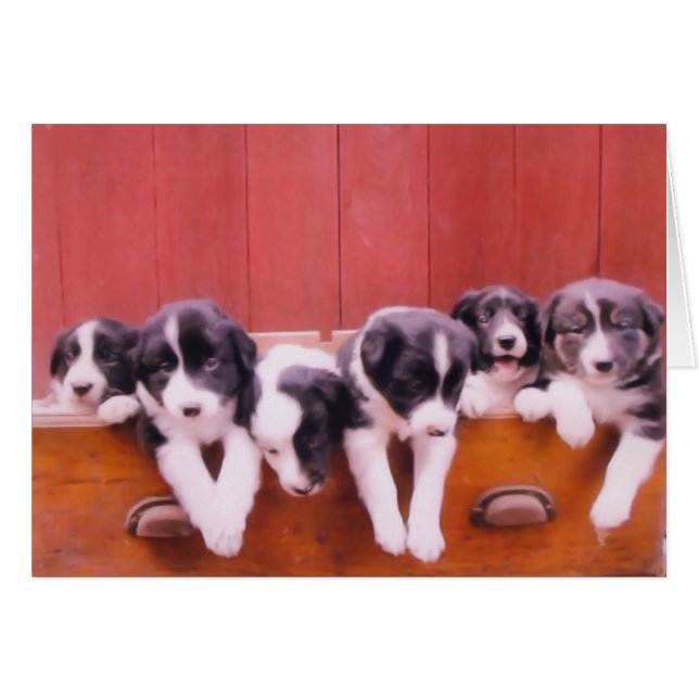 Collie de borde corto cachorro animal (Anverso (Horizontal))
