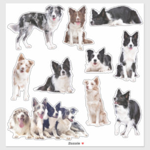 Collie de borde de 10 pegatinas