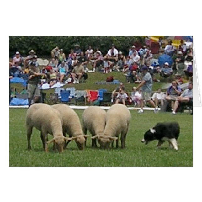 Collie de borde en acción (Anverso (Horizontal))