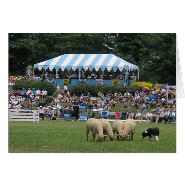 Collie de borde en acción (Anverso (Horizontal))