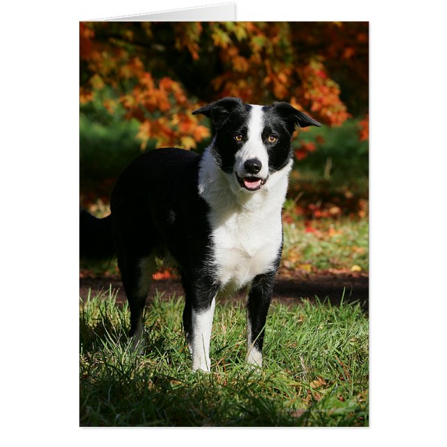 Collie de borde en posición de otoño (Frente)