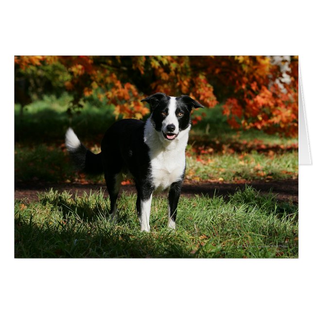 Collie de borde en posición de otoño (Anverso (Horizontal))