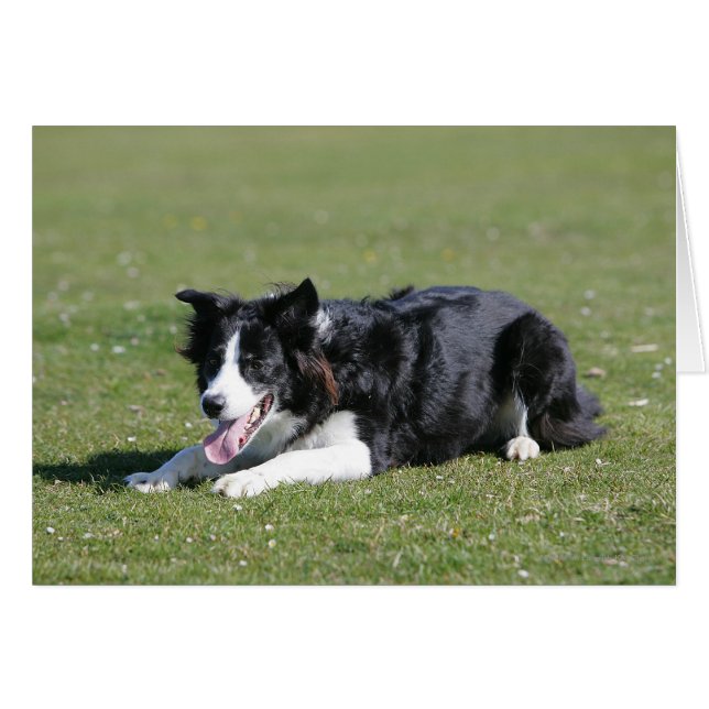 Collie de borde hacia abajo (Anverso (Horizontal))