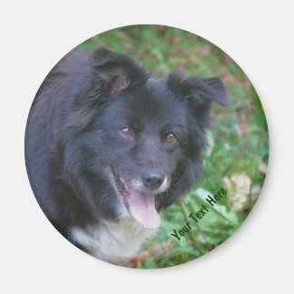 Collie de frontera: imán sonriente de perro lindo
