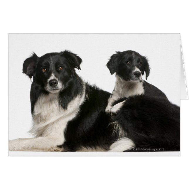 Collie de frontera madre y cachorro (Anverso (Horizontal))