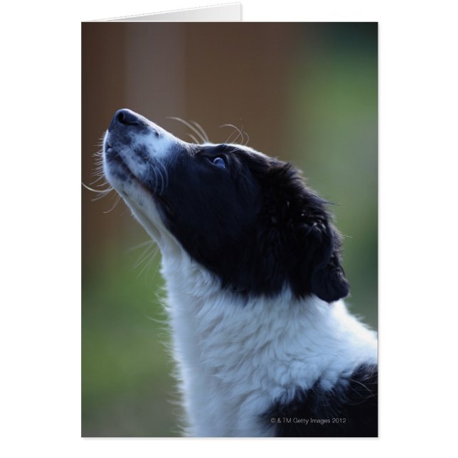 Collie de la frontera joven (Frente)