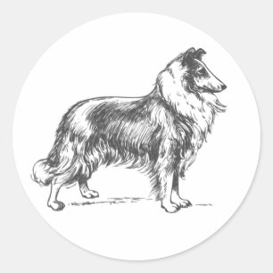 Collie Dog Pegatina
