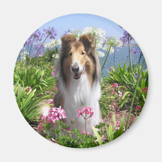 Collie en el imán de las flores