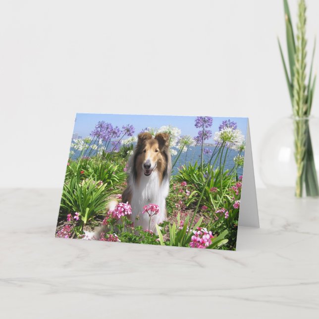 Collie en tarjeta de las flores (Anverso)