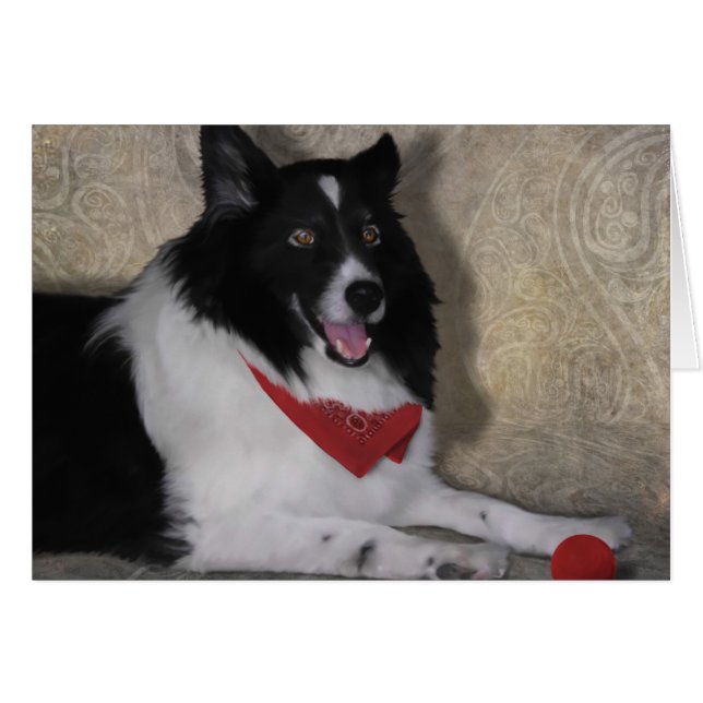 Collie fronterizo "Wylie" (Anverso (Horizontal))