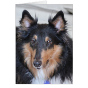 Collie Head Shot, Tri-Colored Rough Coat Collie