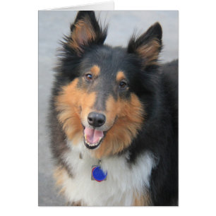 Collie Head Shot, Tri-Colored Rough Coat Collie