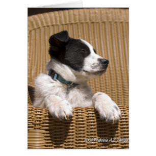 Collie Heeler mix Dog Sleepy Fotografía de Cachorr