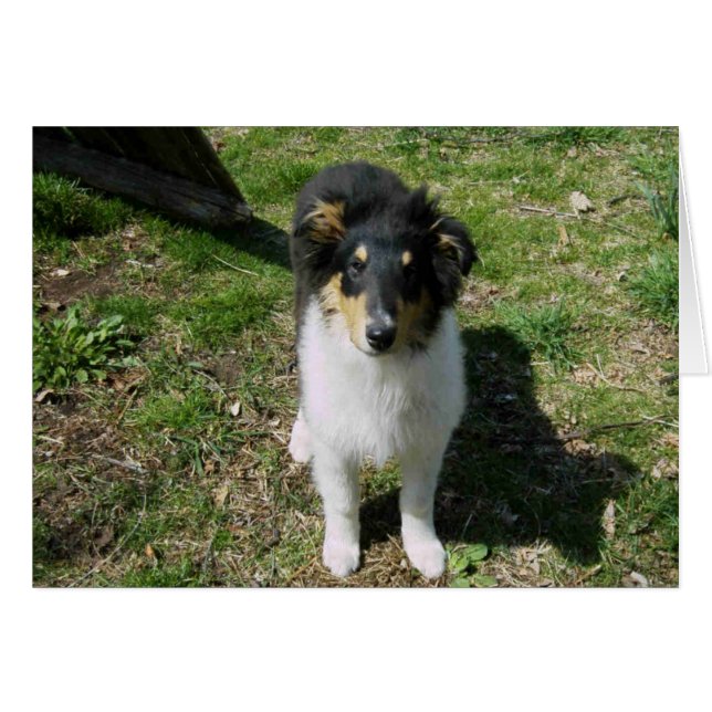 Collie Pup (Anverso (Horizontal))