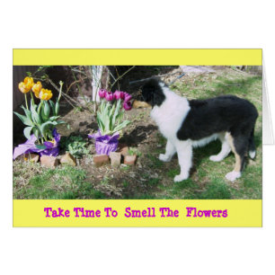 Collie Pup/Tulips Toman Tiempo Para Oler Las Flore