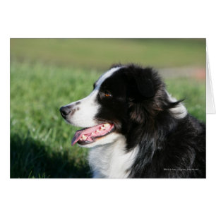Collie Puppy borde Abajo