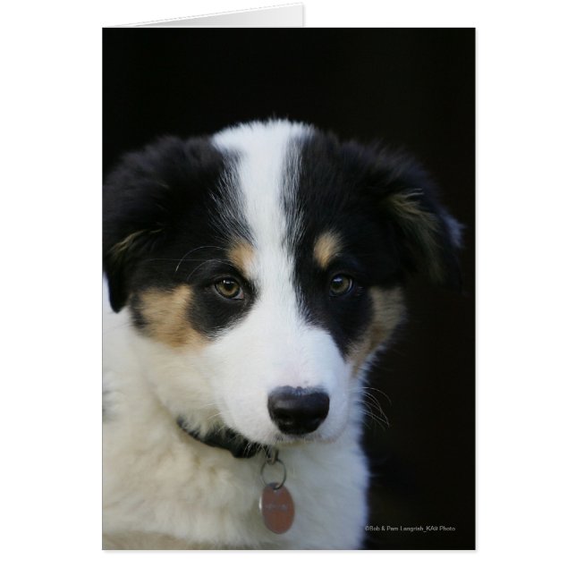 Collie Puppy de 12 Semanas (Frente)