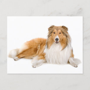 Collie Puppy Dog Tarjeta postal de saludo