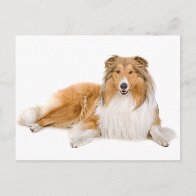 Collie Puppy Dog Tarjeta postal de saludo (Anverso)