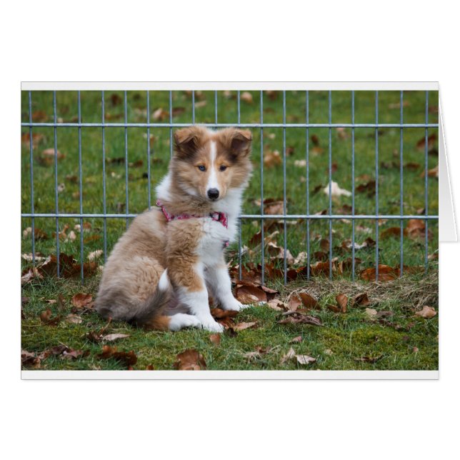 Collie Super Cute (Anverso (Horizontal))