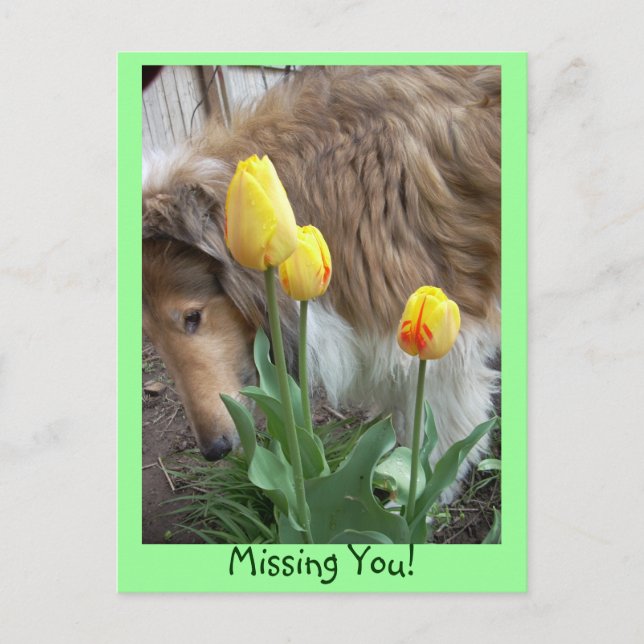 ¡Collie, Te Falta! Postal (Anverso)