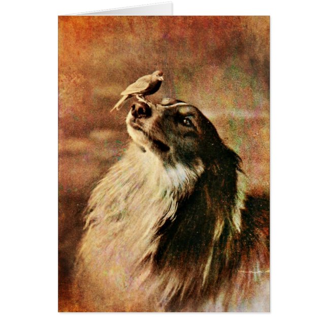 Collie y Bird (Frente)