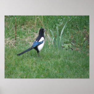 Colocación de impresión magpie