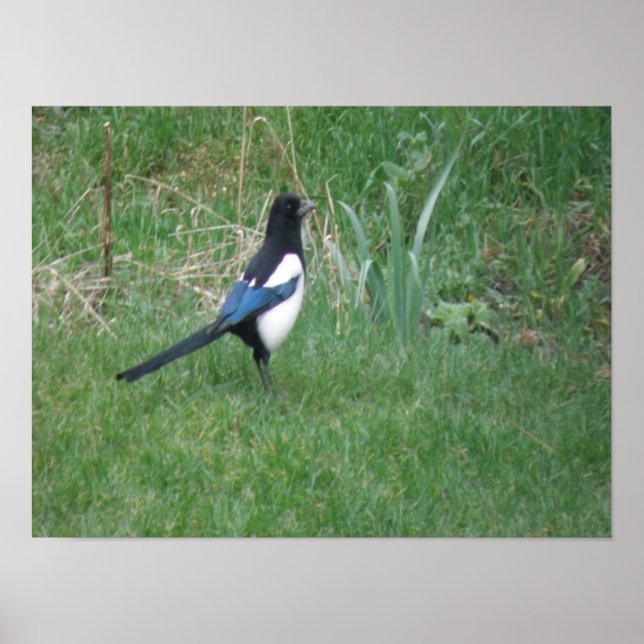 Colocación de impresión magpie (Frente)