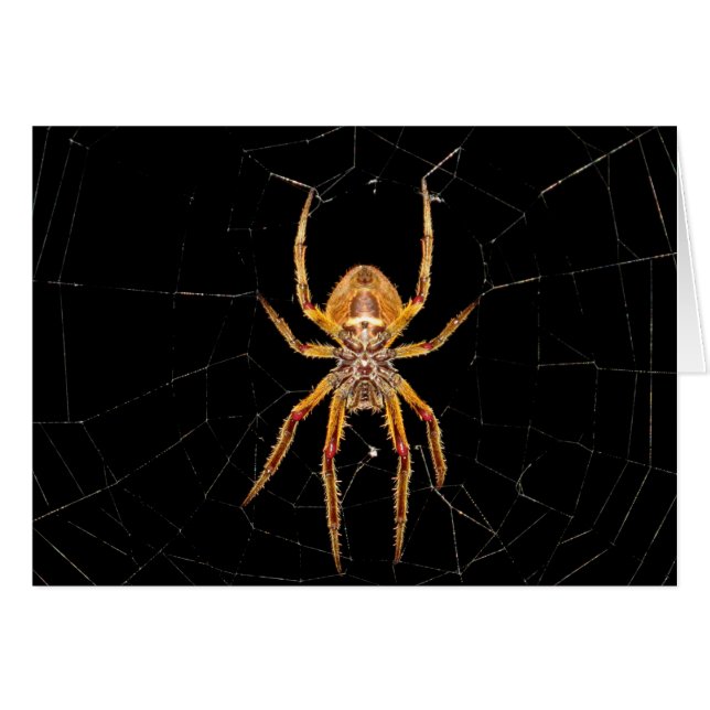 colombia de araña macro de insectos (Anverso (Horizontal))