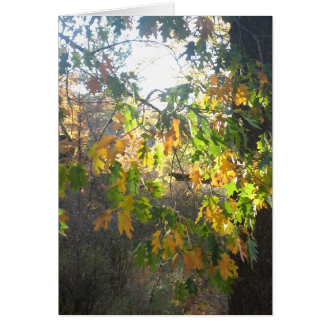 Color de la caída (Frente)