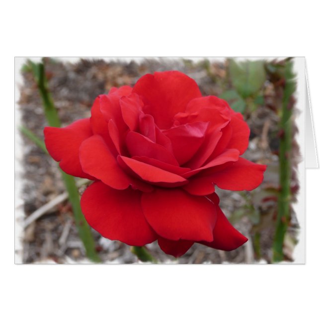Color de rosa (Anverso (Horizontal))