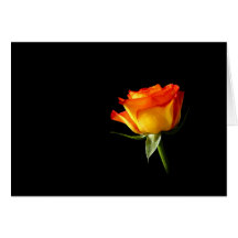 Color de rosa