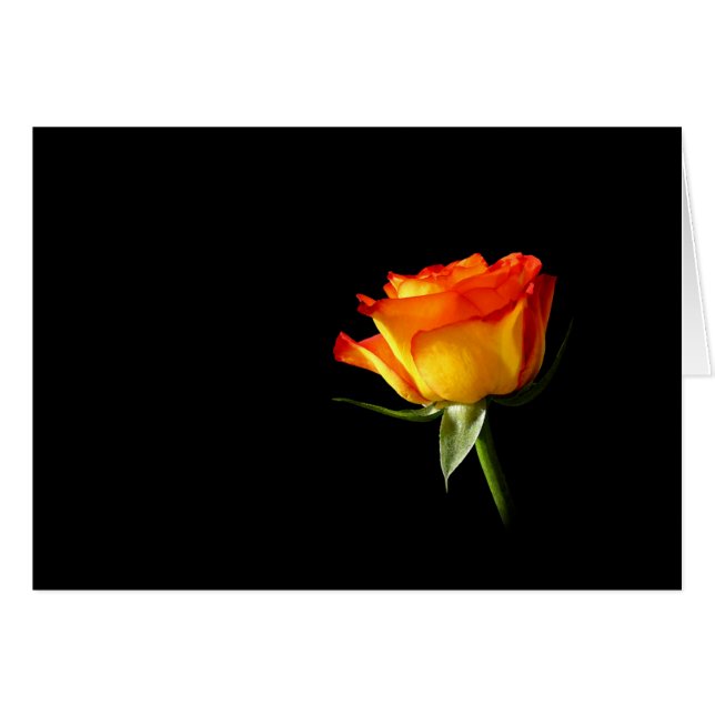 Color de rosa (Anverso (Horizontal))