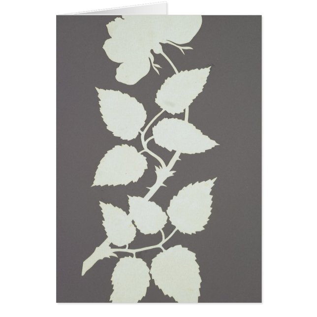 Color de rosa (Frente)