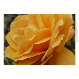 Color de rosa anaranjado