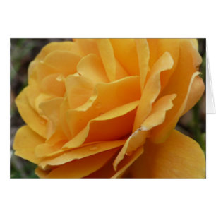 Color de rosa anaranjado