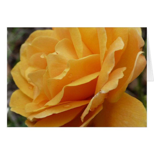 Color de rosa anaranjado (Anverso (Horizontal))