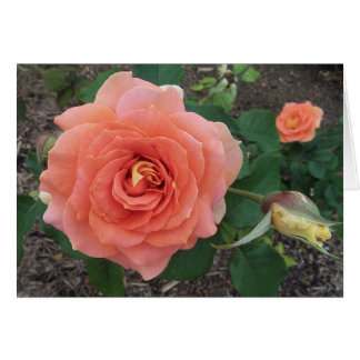 Color de rosa anaranjado