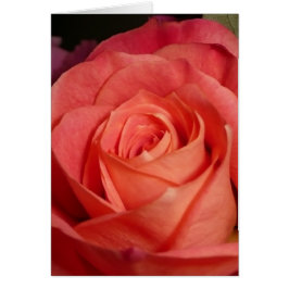 Color de rosa anaranjado