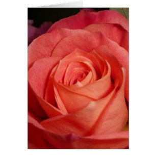 Color de rosa anaranjado