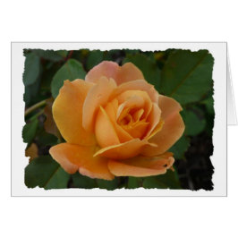 Color de rosa anaranjado