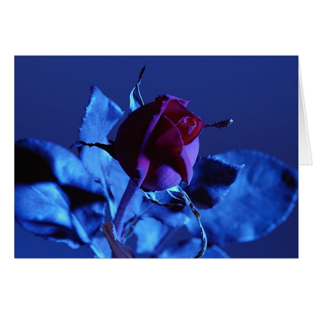 Color de rosa azul (Anverso (Horizontal))