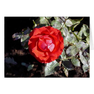 Color de rosa cubierto de rocio