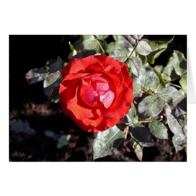 Color de rosa cubierto de rocio (Anverso (Horizontal))