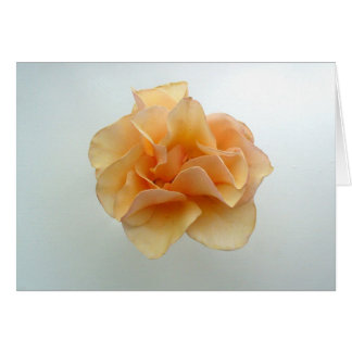 Color de rosa perfecto