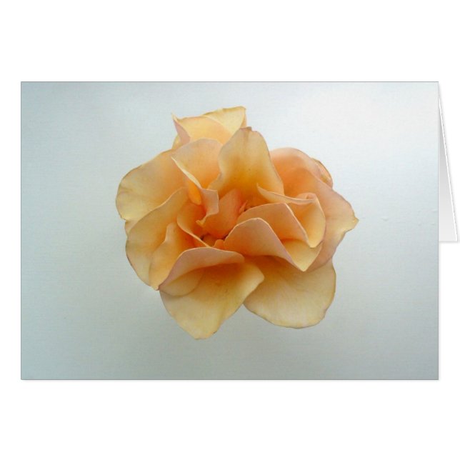 Color de rosa perfecto (Anverso (Horizontal))