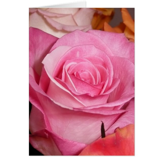 Color de rosa rosado (Frente)
